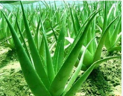 Aloe Vera